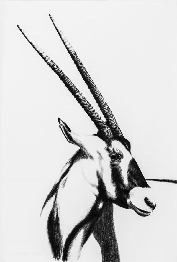 Ira vd Merwe Gemsbok 2015 Charcoal 95 x 63cm